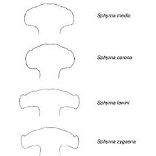 Image result for Sphyrna media