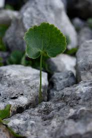 Attēlu rezultāti vaicājumam “Ranunculus auricomus”