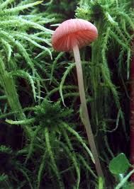 Attēlu rezultāti vaicājumam “Mycena rosella”