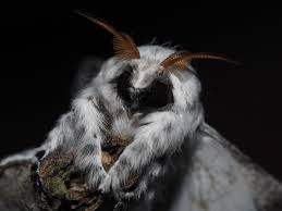 Attēlu rezultāti vaicājumam “Pterophorus pentadactyla”