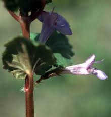 Attēlu rezultāti vaicājumam “Glechoma hederacea flower”