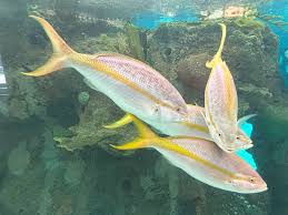 Image result for Ocyurus chrysurus