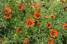 Image result for Adonis aestivalis