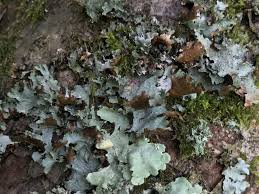 Attēlu rezultāti vaicājumam “Platismatia glauca”