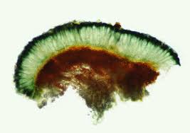 Attēlu rezultāti vaicājumam “Mycoblastus sanguinarius”