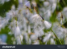 Attēlu rezultāti vaicājumam “Eriophorum latifolium leaf”