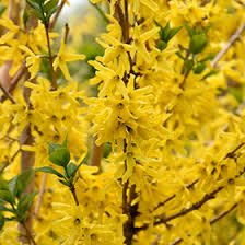 Attēlu rezultāti vaicājumam “Forsythia intermedia flower”