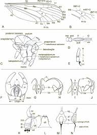 Attēlu rezultāti vaicājumam “Trichocera regelationis”