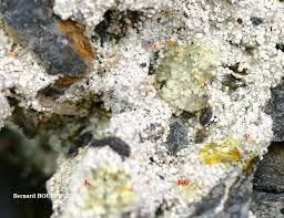 Attēlu rezultāti vaicājumam “Dibaeis baeomyces”