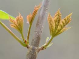 Attēlu rezultāti vaicājumam “Aesculus flava bud”