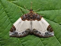 Attēlu rezultāti vaicājumam “Mesoleuca albicillata”