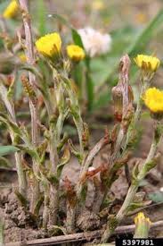 Attēlu rezultāti vaicājumam “Tussilago farfara flower”
