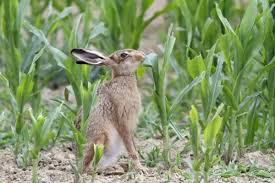 Attēlu rezultāti vaicājumam “Lepus europaeus adult”