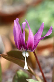 Attēlu rezultāti vaicājumam “Erythronium sibiricum flower”