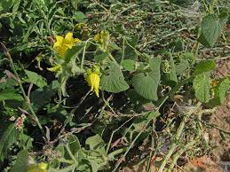 Attēlu rezultāti vaicājumam “Thladiantha dubia”