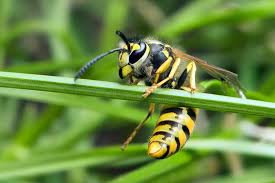 Attēlu rezultāti vaicājumam “Vespula germanica”