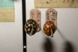 Attēlu rezultāti vaicājumam “Sospita vigintiguttata”