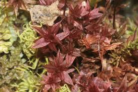 Attēlu rezultāti vaicājumam “Bryum pallens”