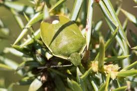 Attēlu rezultāti vaicājumam “Chlorochroa juniperina imago”