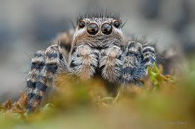 Attēlu rezultāti vaicājumam “Aelurillus v-insignitus”