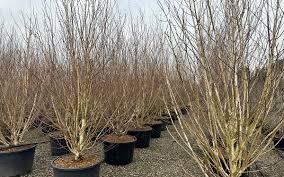 Attēlu rezultāti vaicājumam “Betula humilis”