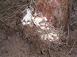 Attēlu rezultāti vaicājumam “Heterobasidion annosum”