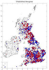 Attēlu rezultāti vaicājumam “Chaenotheca ferruginea”