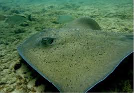 Image result for Hypanus say