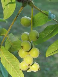 Attēlu rezultāti vaicājumam “Juglans ailanthifolia”