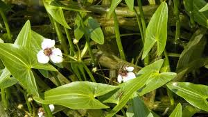 Attēlu rezultāti vaicājumam “Sagittaria sagittifolia leaf”
