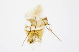 Attēlu rezultāti vaicājumam “Capua vulgana”