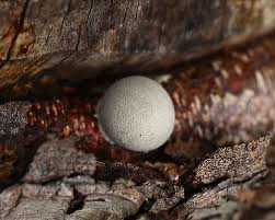 Attēlu rezultāti vaicājumam “Reticularia lobata spores”