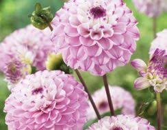 Image result for Dahlia `Snowflake`