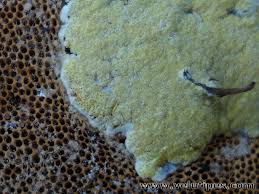 Attēlu rezultāti vaicājumam “Hypocrea pulvinata”