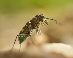 Attēlu rezultāti vaicājumam “Cicindela hybrida”