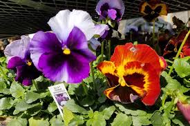 Image result for Viola x wittrockiana `Hiemalis`