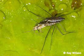 Attēlu rezultāti vaicājumam “Gerridae”