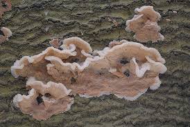 Attēlu rezultāti vaicājumam “Phlebia tremellosa”