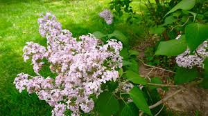 Attēlu rezultāti vaicājumam “Syringa vulgaris flower”