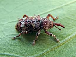 Attēlu rezultāti vaicājumam “Pissodes castaneus”