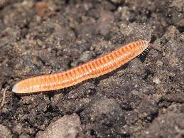 Attēlu rezultāti vaicājumam “Polyzonium germanicum”