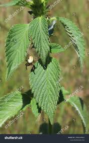 Attēlu rezultāti vaicājumam “Galeopsis bifida leaf”