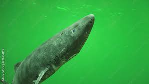 Image result for Somniosus microcephalus