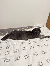 猫次郎o에 대한 이미지 검색결과