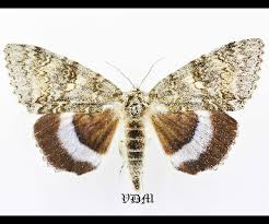 Attēlu rezultāti vaicājumam “Catocala fraxini”