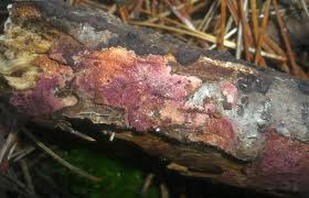 Attēlu rezultāti vaicājumam “Ceriporia excelsa”