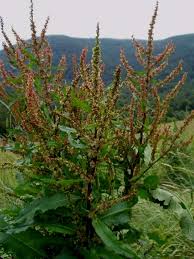 Attēlu rezultāti vaicājumam “Rumex hydrolapathum leaf”