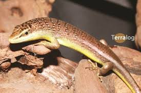 Risultati immagini per dasia smaragdina