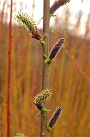 Attēlu rezultāti vaicājumam “Salix purpurea”