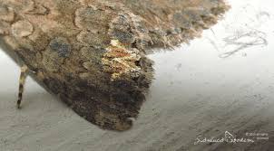 Attēlu rezultāti vaicājumam “Hadula trifolii larva”